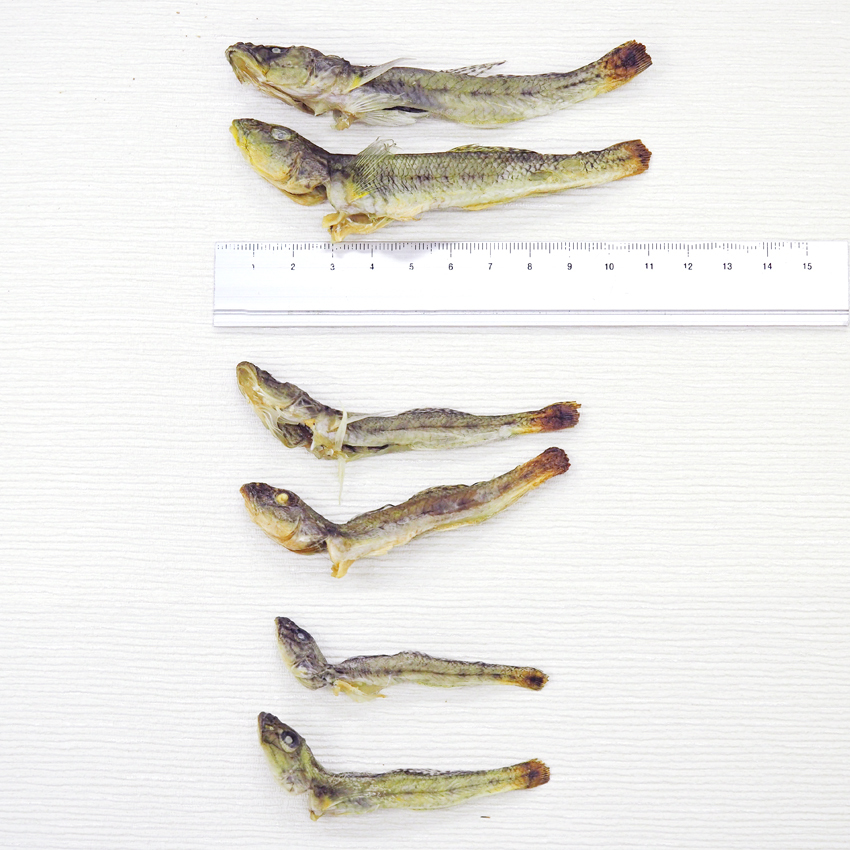 お頭付きハゼの干物